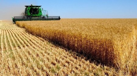 Уборка зерновых в Азербайджане выполнена почти на 67%
