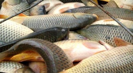 В Азербайджане готовят новые правила продажи рыбной продукции