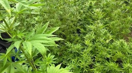 В Азербайджане за сутки уничтожено свыше тонны дикорастущей конопли