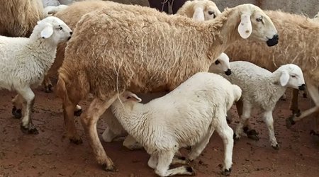 Georgia nearly triples earnings from sheep exports to Azerbaijan