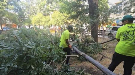Strong winds topple 48 trees in Baku