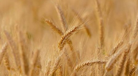 Azərbaycanda buğda və arpa toxumuna illik tələbatın yalnız 44%-i sertifikatlaşdırılmış toxumla ödənilir