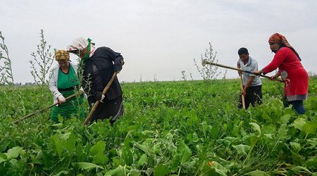 Deputat torpaq analizlərinin qiymətinin kiçik fermerlər üçün azaldılmasını istəyib