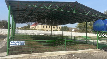Şəmkirdə yeni heyvan satışı bazarı fəaliyyətə başlayıb