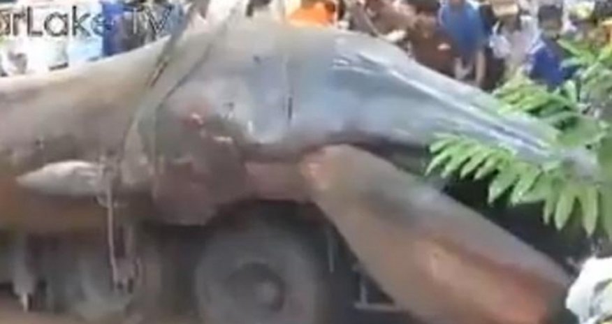 Найдено таинственное существо-гигант -ФОТО+ВИДЕО Найдено таинственное существо-гигант -ФОТО+ВИДЕО