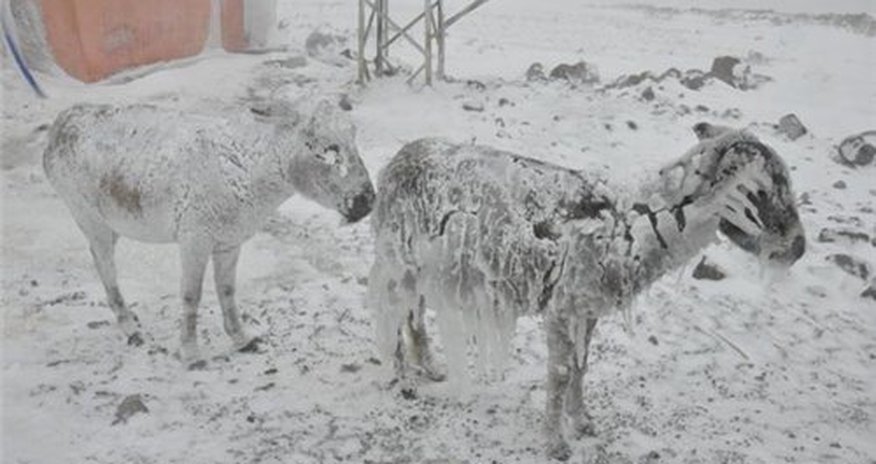 Eşşəklər buz bağladı - FOTO Eşşəklər buz bağladı - FOTO