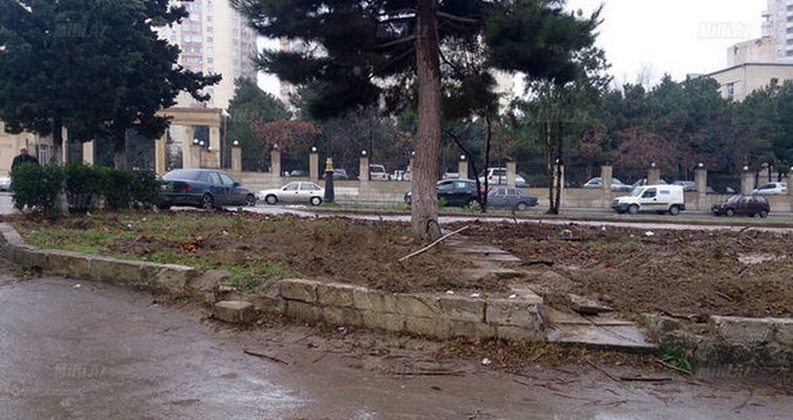 В Баку продолжается геноцид деревьев - ФОТО В Баку продолжается геноцид деревьев - ФОТО