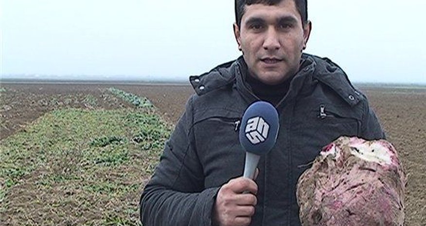 Огромная репка в Азербайджане Огромная репка в Азербайджане