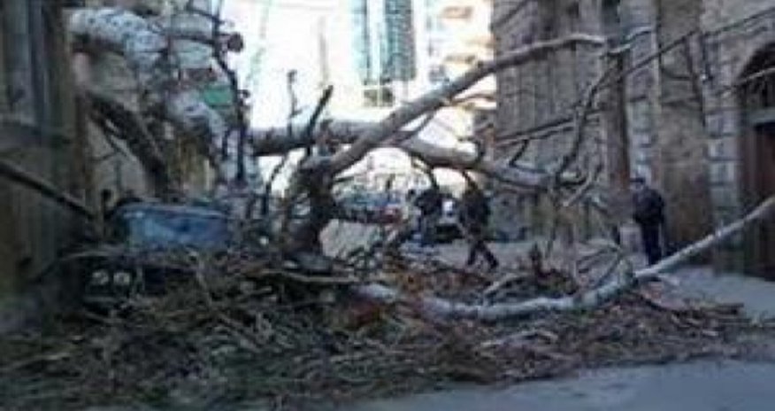 В Баку упавшее дерево убило женщину и ее ребенка В Баку упавшее дерево убило женщину и ее ребенка