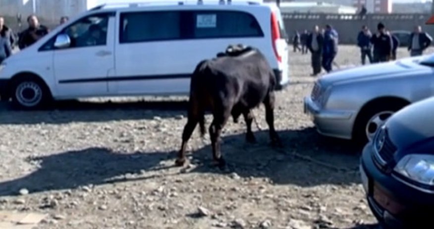 В Гяндже бык повредил автомобили В Гяндже бык повредил автомобили