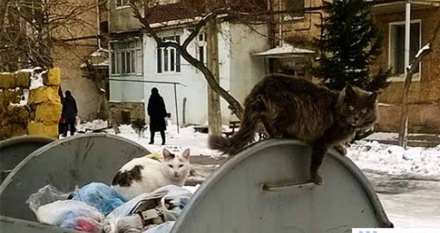 Pişikləri və itləri də Allah yaradıb - KÖŞƏ Pişikləri və itləri də Allah yaradıb - KÖŞƏ