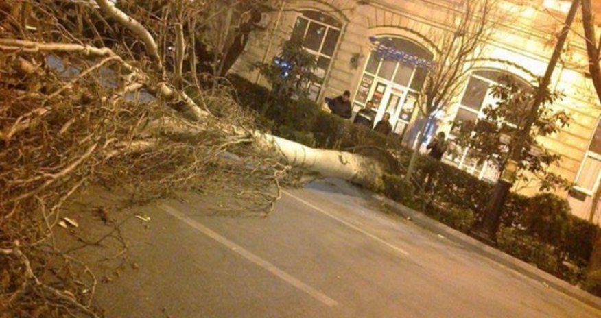 В центре Баку сильный ветер повалил деревья - ФОТО В центре Баку сильный ветер повалил деревья - ФОТО
