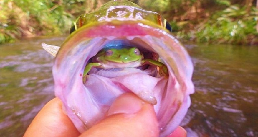 Fish with a frog in his throat - PHOTO Fish with a frog in his throat - PHOTO