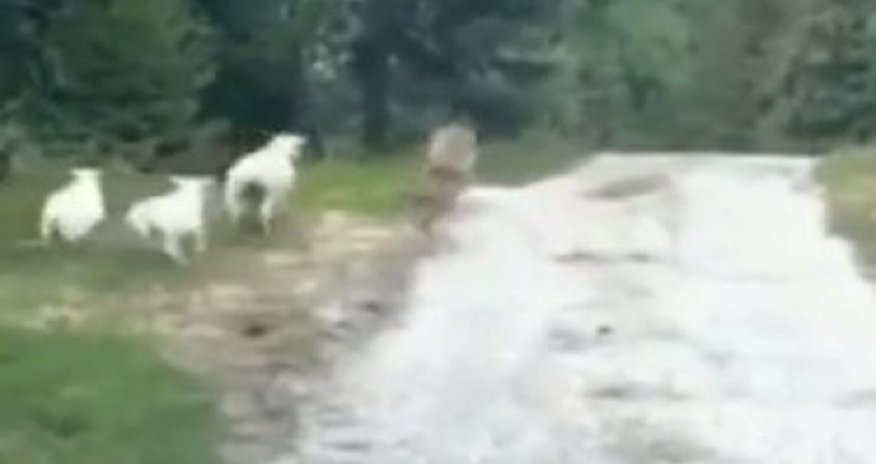 В Азербайджане овца напала на волка -ВИДЕО В Азербайджане овца напала на волка -ВИДЕО
