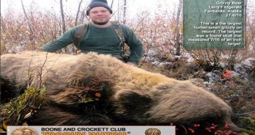 The largest bear EVER killed The largest bear EVER killed