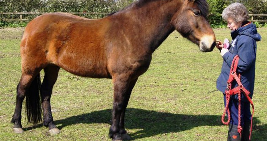 Rescued horses have their hooves grew into painful 'slippers' - PHOTO Rescued horses have their hooves grew into painful 'slippers' - PHOTO