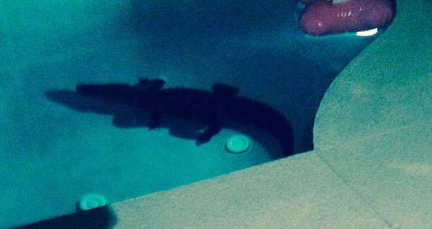 Gator breaks into backyard and goes for a late-night dip - PHOTO Gator breaks into backyard and goes for a late-night dip - PHOTO