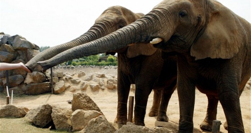 Trip to the zoo boosts pupils' writing skills by nine months Trip to the zoo boosts pupils' writing skills by nine months