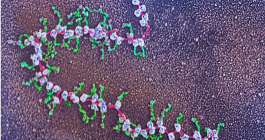 'First drafts' of human protein catalogue published 'First drafts' of human protein catalogue published