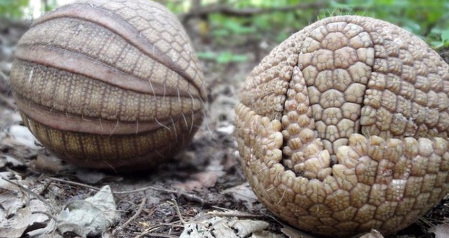 Row over protection for World Cup mascot armadillo - PHOTO Row over protection for World Cup mascot armadillo - PHOTO