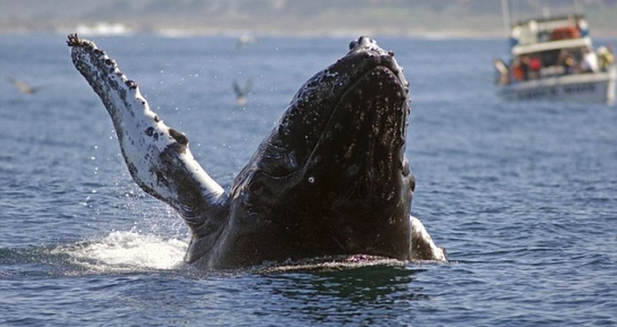 Whales can only taste salt - PHOTO Whales can only taste salt - PHOTO