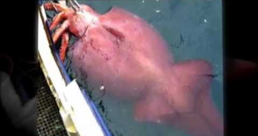 The Giant Squids Hunting Club - PHOTO+VIDEO The Giant Squids Hunting Club - PHOTO+VIDEO