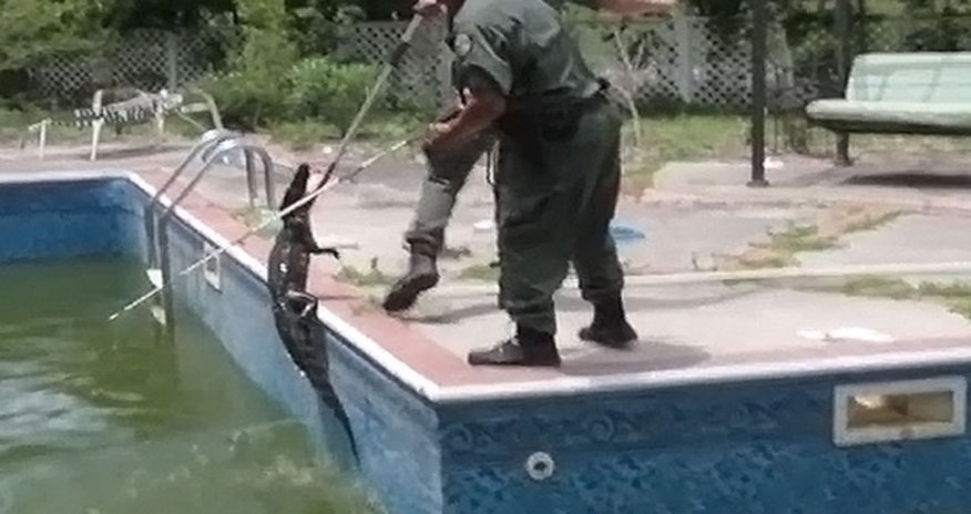 Женщина обнаружила в своем бассейне двухметрового аллигатора- ВИДЕО Женщина обнаружила в своем бассейне двухметрового аллигатора- ВИДЕО