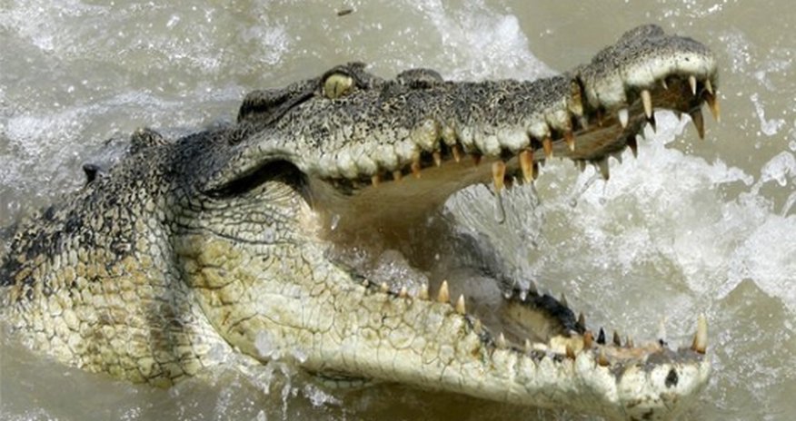 Human remains found inside monster Australian crocodile Human remains found inside monster Australian crocodile