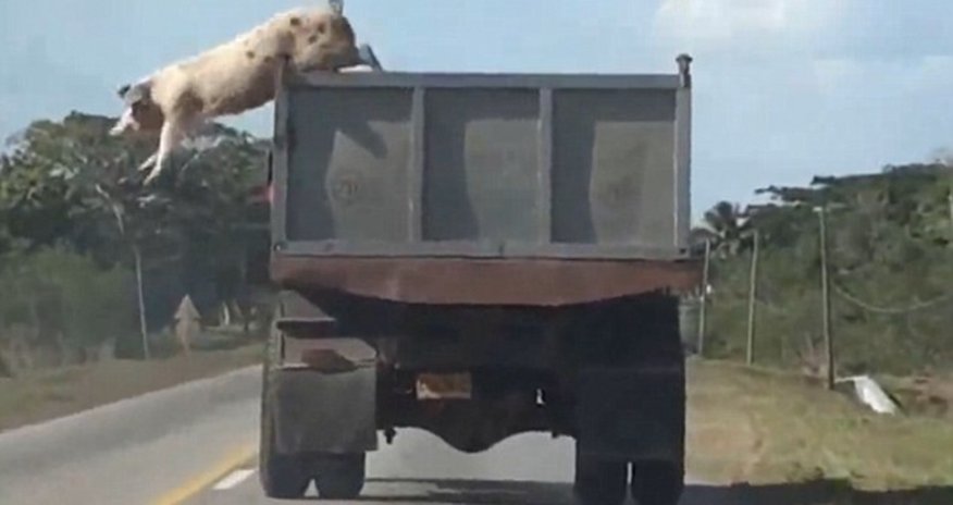Pig leaps from a moving truck - VIDEO Pig leaps from a moving truck - VIDEO