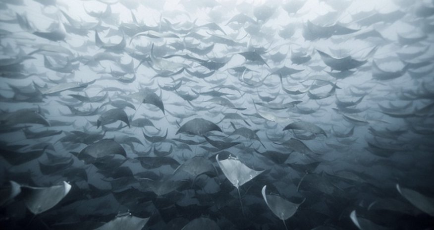 SENSATIONAL entries to the National Geographic photo competition - PHOTO SENSATIONAL entries to the National Geographic photo competition - PHOTO