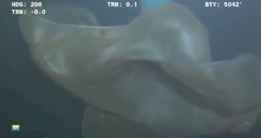 Sea monster caught on camera - PHOTO+VIDEO Sea monster caught on camera - PHOTO+VIDEO