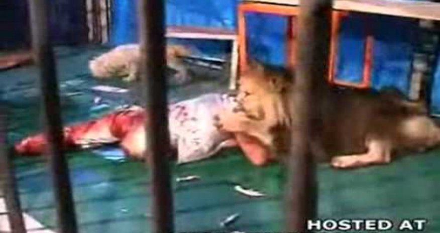 Horrible : Lion attacks and Kills Feeder - PHOTO+VIDEO Horrible : Lion attacks and Kills Feeder - PHOTO+VIDEO