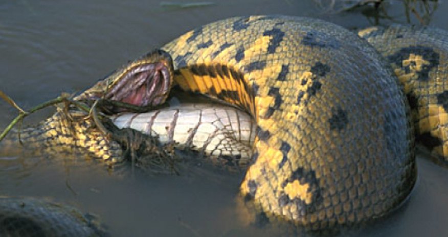 Anaconda bigest snake Attack ingridgott LLANOS - PHOTO+VIDEO Anaconda bigest snake Attack ingridgott LLANOS - PHOTO+VIDEO