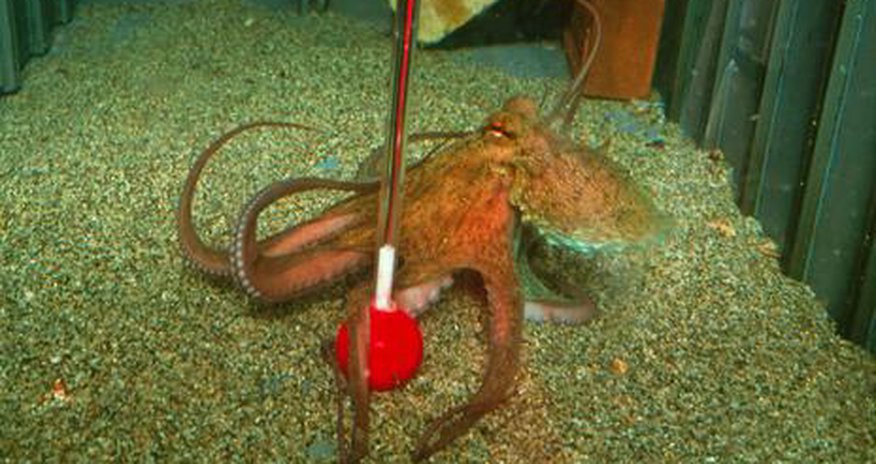 The alien brains living on Earth - PHOTO The alien brains living on Earth - PHOTO