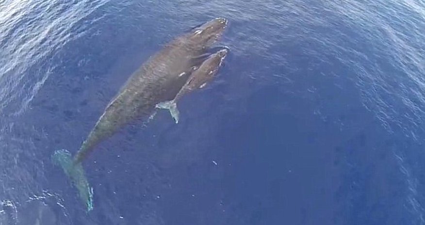 Whale mother gives baby a ride on her back - PHOTO+VIDEO Whale mother gives baby a ride on her back - PHOTO+VIDEO