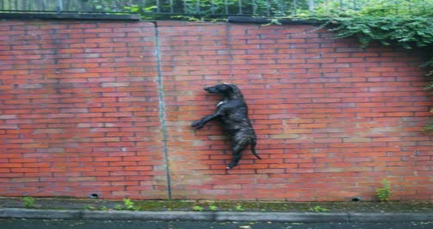 Dead dog is found hanging by its neck - PHOTO Dead dog is found hanging by its neck - PHOTO