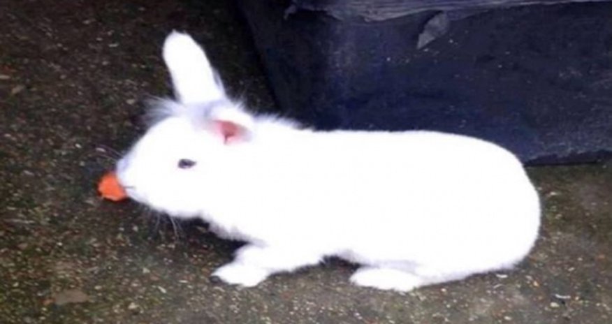 Sick thieves posted video online of the animal being tortured to death - PHOTO Sick thieves posted video online of the animal being tortured to death - PHOTO