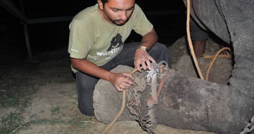 Elephant 'cries' while being rescued following 50 years of abuse Elephant 'cries' while being rescued following 50 years of abuse