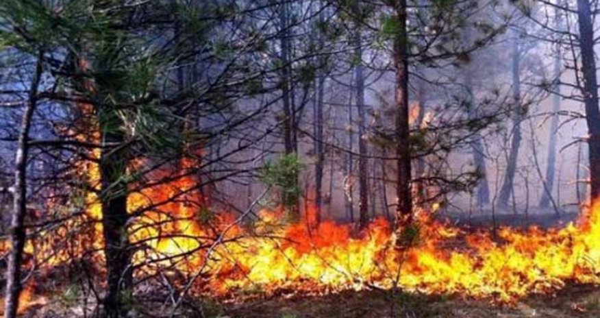 Лесные пожары в Габале продолжаются Лесные пожары в Габале продолжаются