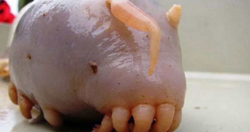 These Creepy Animals Are Living Nightmares These Creepy Animals Are Living Nightmares