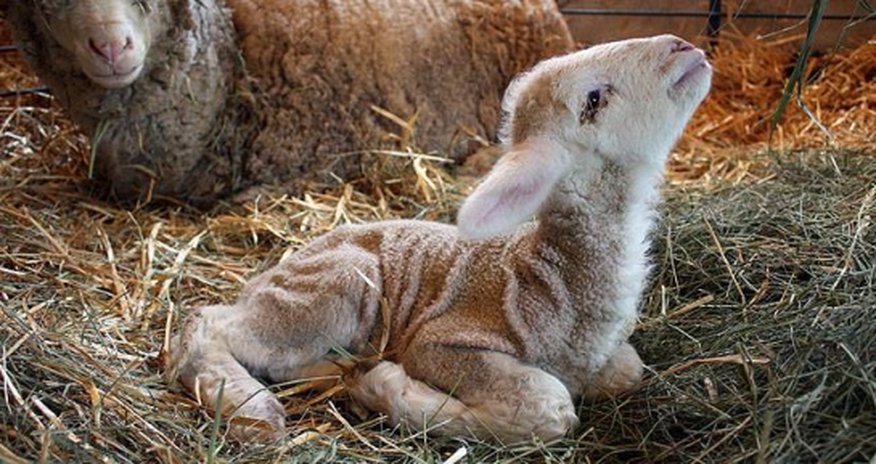 If you care about animals, you need stop wearing wool If you care about animals, you need stop wearing wool