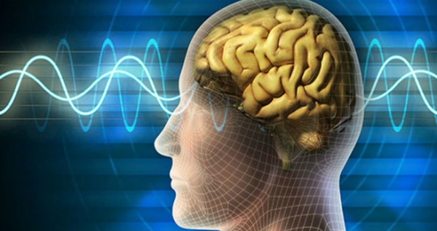 Transplanting new brain cells could reverse memory loss Transplanting new brain cells could reverse memory loss