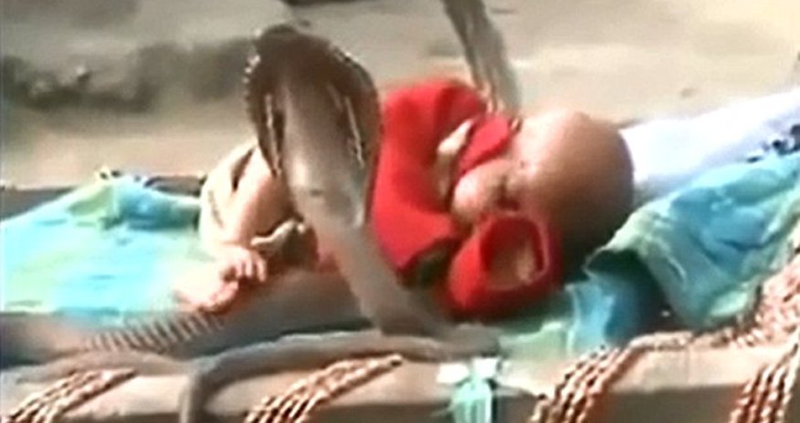 Baby sleeps soundly as he is protected by four COBRAS - PHOTO+VIDEO Baby sleeps soundly as he is protected by four COBRAS - PHOTO+VIDEO