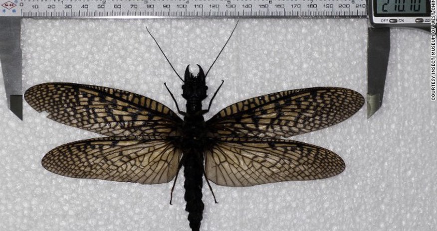 World's largest aquatic insect specimen found - PHOTO World's largest aquatic insect specimen found - PHOTO