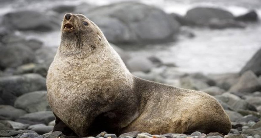 The latest animal to be threatened by climate change The latest animal to be threatened by climate change