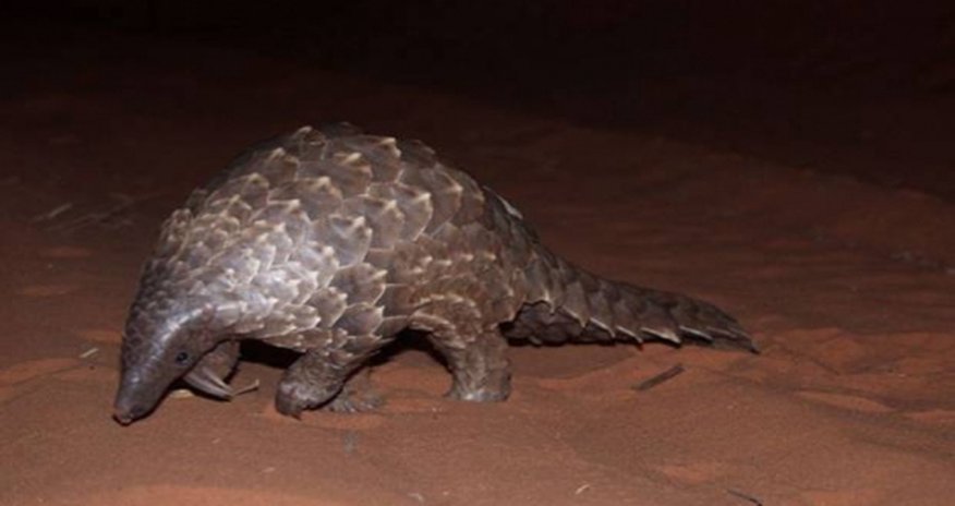 This animal risks extinction for being too delicious This animal risks extinction for being too delicious