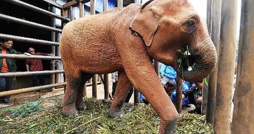 Heroin-addict ELEPHANTS fed opium-laced bananas by Triads - PHOTO Heroin-addict ELEPHANTS fed opium-laced bananas by Triads - PHOTO