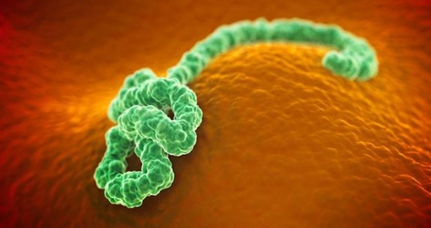 Ebola: How easily do germs spread on planes? Ebola: How easily do germs spread on planes?