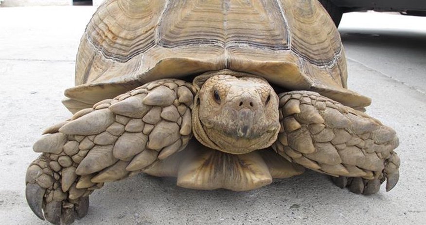 Police catch escapee tortoise after tense 1mph chase through city - PHOTO Police catch escapee tortoise after tense 1mph chase through city - PHOTO