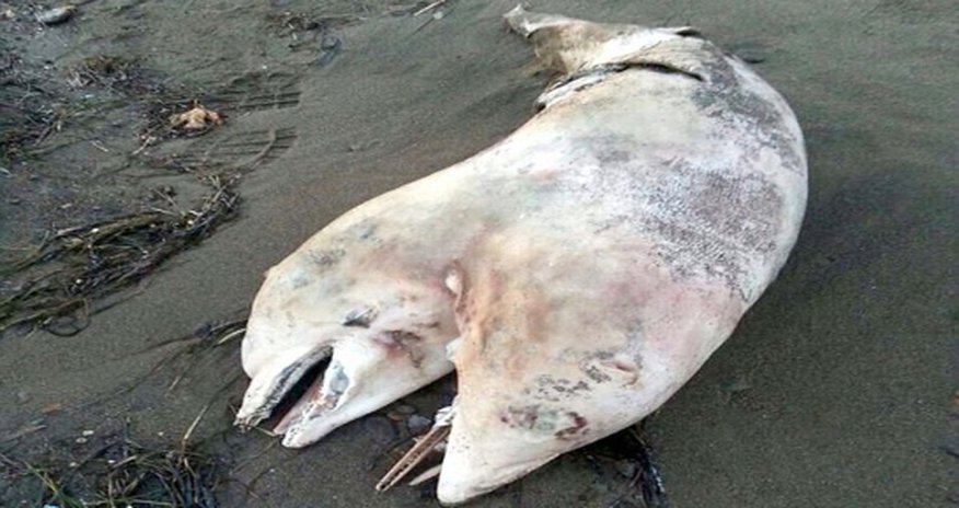 Two-headed DOLPHIN washes up on Turkish beach - VIDEO Two-headed DOLPHIN washes up on Turkish beach - VIDEO